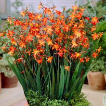 GardenersDream Crocosmia Carmine Brilliant Plant in Pot - Outdoor Garden Ready Hardy Perennial Plant - Outdoor Plant for Borders,and Beds - Beautiful