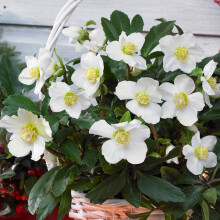 Helleborus Niger | Christmas Rose | Hardy Perennial Garden Plant | Plants Outdoor Garden Ready for Bedding, Borders, Containers (9cm Pot, 10-20cm)