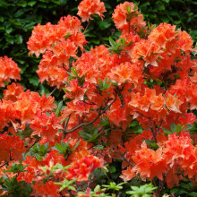 YouGarden Orange Azalea Japanese Evergreen Shrub (Plant in Pot 9cm), Deep Reddish Orange Flowering Plant for Borders or Patio Pots, Hardy Compact