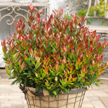 Leucothoe Little Flames Evergreen Shrub - Plants Outdoor Garden Ready - Shrubs Plant Garden Ready Hardy - Evergreen Plants Outdoor Hardy Shrubs Plant
