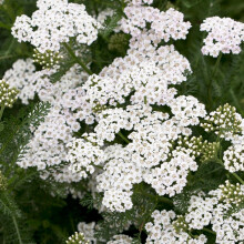 Achillea New Vintage White Yarrow Deciduous Perennial Garden Ready Plant in Pot (30-40cm Incl. Pot)