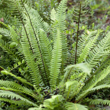 YouGarden Blechnum spicant Fern, Established Plant in 9cm Pot, Evergreen Hardy Shade-Loving Plant Ready To Plant For Gardens