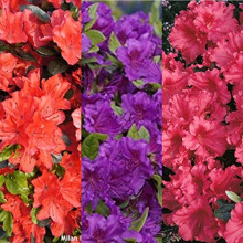 Carbeth Plants Azalea Plant - 3 x 9cm Mixed Azaleas Ready to Plant Outdoor - Geisha Orange, Purple, Red Evergreen Shrubs - Garden Plants in Pots for