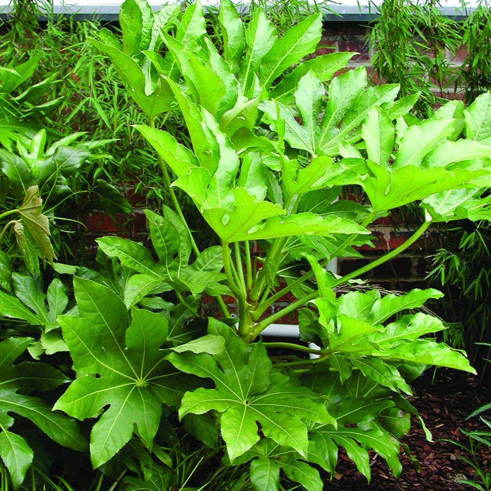 Yougarden White Fatsia 'Japonica' In A 2/3L Pot - Image 7