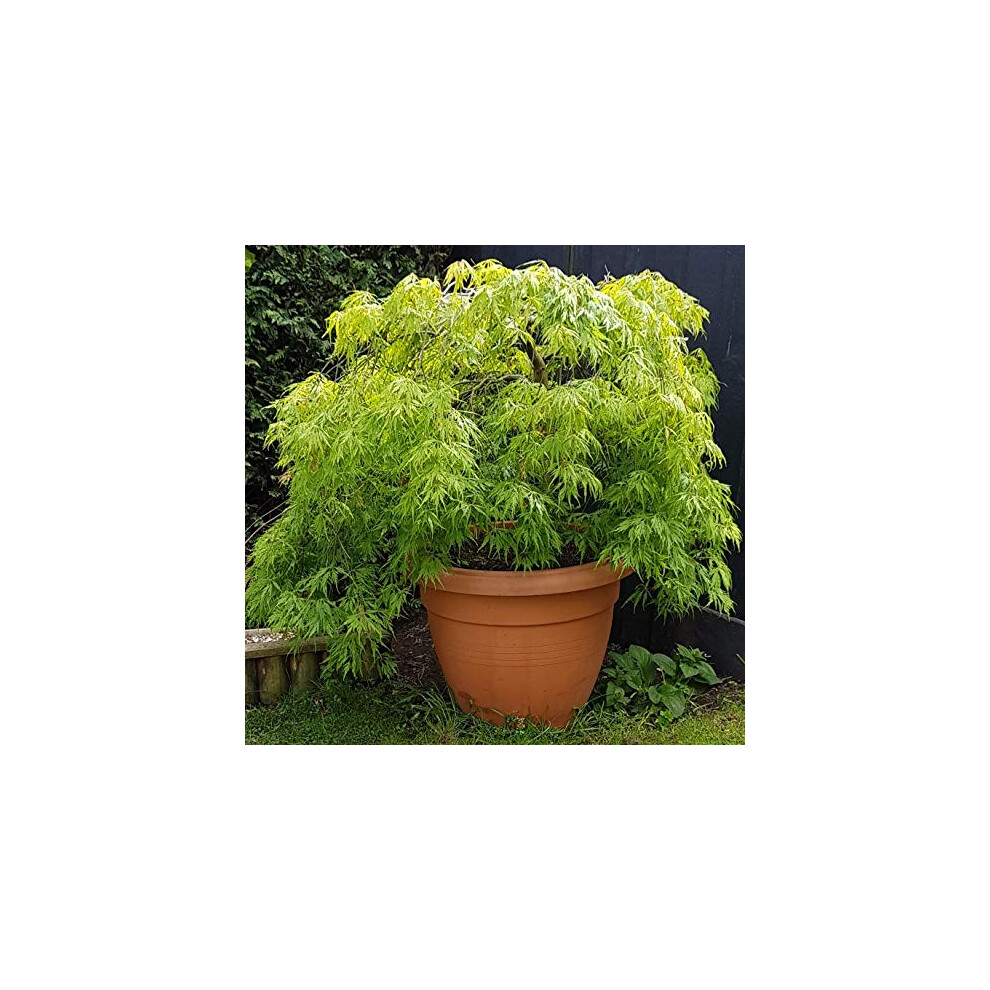 Carbeth Plants Acer 'Emerald Lace' Japanese Maple Plant - 25-35Cm In Height Ready To Plant In The Garden