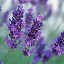 Carbeth Plants Lavender Angustifolia Purple 6 Pack - English Lavender Fragrant Hardy Perennial Plants - Drought Tolerant & Pollinator Friendly Shrubs