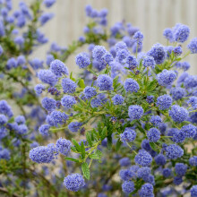 Carbeth Plants 3 x Ceanothus Shrub Blue Diamond Californian Lilac Bush in 9cm Pots - Evergreen All Year Round Hardy - Garden Ready to Plant - Hedging