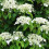 Climbing Hydrangea x 2 Plants in 9cm Pots - Hydrangea Petiolaris Climbing Plants 1
