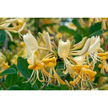 Lonicera Graham Thomas Scented Honeysuckle Plant - Climbing Honeysuckle in a 9cm Pot Ready to Plant