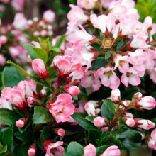 Escallonia 'Apple Blossom' in 9cm Pot - Pinky-White Flowering Hardy Evergreen Shrub (1 Plant)