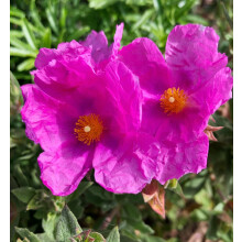 Carbeth Plants Cistus Sunset Rock Rose Plant 3 x 9cm Pots - Hardy Evergreen Shrub for UK Gardens - Vibrant Pink Mediterranean Style Plants - Ideal for
