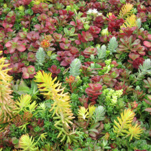 Carbeth Plants - 6 x Sedum Stonecrop Plant Mix in 9cm Pot. Mixed Varieties UK Hardy, Very Low Maintenance Evergreen Outdoor Succulents. Garden Ready