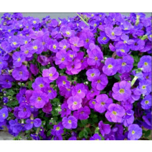 Aubretia- Purple/Blue Flowers- Herbaceous Perennial - in 13cm Pots.