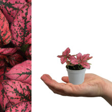 Carbeth Plants - 2 x Polka Dot Plant in 6cm Pots - Live Hypoestes phyllostachya Red Mini Indoor Plant - Evergreen Foliage Houseplant - Easy to Care