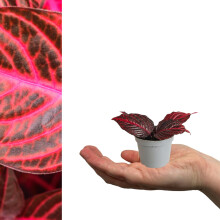 Carbeth Plants - 2 x Iresine Bloodleaf Purple Mini Indoor Plant in 6cm Pots - Real Purple Evergreen Foliage Beefsteak Plant - Easy to Care for