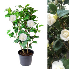 Carbeth Plants - White Camellia Japonica Plant in 3L Pot - Spring Flowering Hardy Evergreen Shrub - Ready to Plant Outdoor Garden Bush - Ideal for