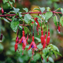 Carbeth Plants - Fuchsia Hardy Riccartonii Plant 3 x 9cm Pots - Garden Flowering Hardy Perennials - Easy to Grow Outdoor Shrubs - Ideal for Hanging