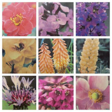 12 Hardy Perennial/Biennial Large Plants Collection - Ready to Pot up/Plant Out