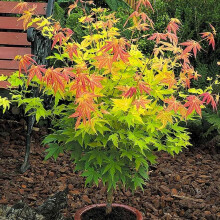 Acer Orange Dream Plant - 20-30cm in Height - Japanese Maple Tree