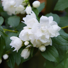Suttons Philadelphus Plant - Snowbelle - Mock Orange - Hardy Shrub - Double Blooms -1 x 3-Litre Potted Plant
