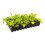 Containerwise 77L Shallow Long-Life Propagation Tray, Seed Tray, 77 Cells 4