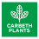 Climbing Hydrangea x 2 Plants in 9cm Pots - Hydrangea Petiolaris Climbing Plants 4