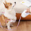 LED Automatic Retractable Dog Leash with RGB Touch Light, Ergonomic Handle 5