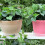 10Pièces Supports De Pots Transparent Plastique Pour Fleurs 6