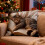 Μαξιλαροθήκη Sleeping Cats - Κοντό πέλος, μαλακό βελούδινο κάλυμμα μαξιλαριού με άνετο 4