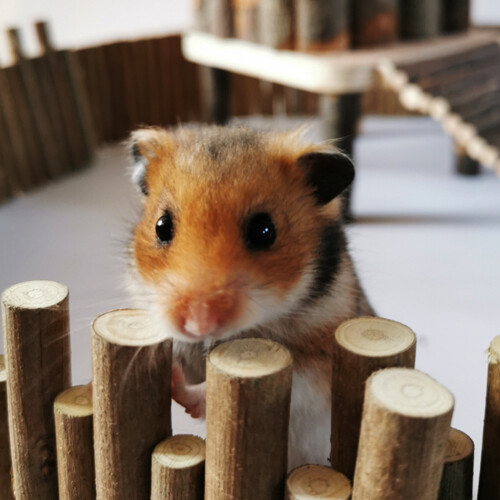3Pièces Clôture En Bois Pour Hamster Accessoires Cage 2