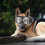 2Pièces Lunettes Pour Animaux Accessoires Amusants Durable 4
