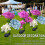 Nova lanterna solar Hydrangea Macrophylla, flor artificial, para uso doméstico ou em jardins. 2