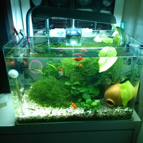 5Pcs Aquarium Fish Net with Durable Handle Portable Sturdy Frame Assorted Color for Fish Tank 2