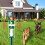 Solar-Powered Ultrasonic Animal Repeller, 50m² Coverage 2