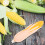 6Pcs Fake Corn Plastic Mini Simulation Corn for Room Decor Multi Color 3