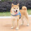 No-Pull Dog Harness with Reflective Leash, Soft Breathable 4