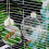 Touch Activated Bird Water Dispenser 250ml Leakproof Automatic Refill Systems Waterer Bottle For Parrots Cage Mounting 4