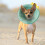 (S) Dino Cat Cone - Adjustable Soft Recovery Collar 2