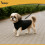 Hunde-/Katzenpullover, Schwarz, Größe L, Winterwärme 7