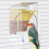 Automatic Bird Feeder with Compartment Separation for 2