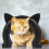 2Ensembles Porte Chat Intérieure ABS Facile Avec 9