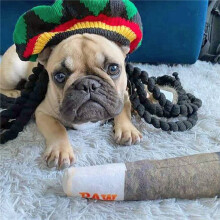 2X Funny Dog Toys - Plush Squeaky Toys for Medium, Small - Cool Stuffed Cute Gifts for Dog Birthday