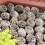 Resin Paving Stones Decorative 20 pcs 7
