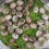 Resin Paving Stones Decorative 20 pcs 8