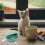 PP Puppy Kitten Voederkom Huisdier 4
