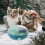 PP Puppy Kitten Voederkom Huisdier 5