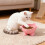 Gamelle pour chat à large ouverture et grande capacité 2