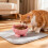 Gamelle pour chat à large ouverture et grande capacité 4