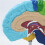 2X Right Hemisphere of Brain Human Body Model Education Brain Model 1:1 for Student Teaching Study Assembling Model 7