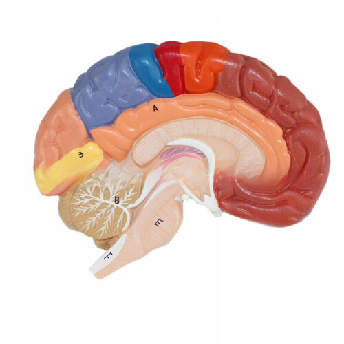 Interactive and Fun Learning Tool, Human Brain Model Divided into Functional Areas for Hands-On Study, Multipurpose Gift and Tool for Anatomy